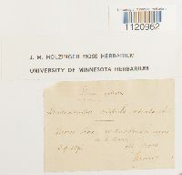 Dicranoweisia crispula image