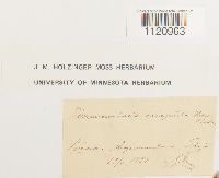 Dicranoweisia crispula image