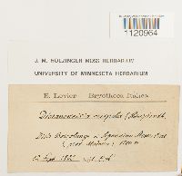 Dicranoweisia crispula image