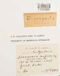 Dicranoweisia crispula image