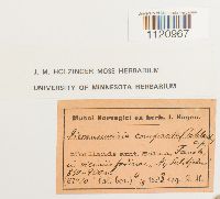 Dicranoweisia crispula image