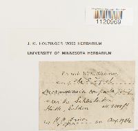 Dicranoweisia crispula image