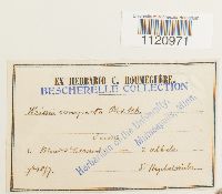 Dicranoweisia crispula image