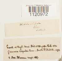 Dicranoweisia crispula image