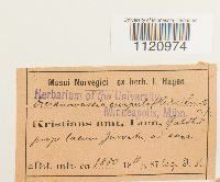 Dicranoweisia crispula image