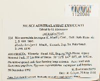 Media resource of Dicranoweisia brevipes