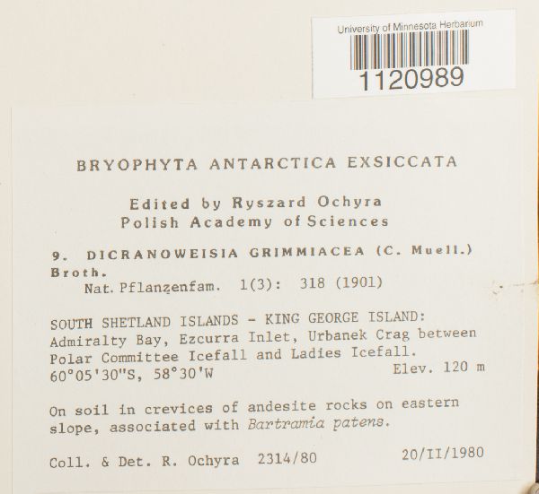 Dicranoweisia grimmiacea image