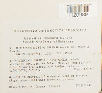 Media resource of Dicranoweisia grimmiacea