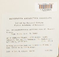 Dicranoweisia antarctica image