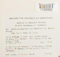 Dicranoweisia antarctica image