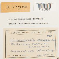 Dicranoweisia antarctica image