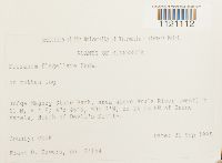 Dicranum flagellare image