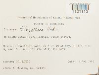 Dicranum flagellare image