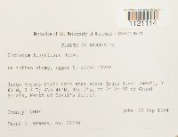 Dicranum flagellare image