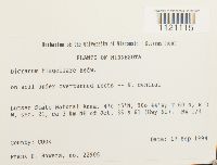 Dicranum flagellare image