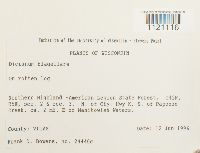 Dicranum flagellare image