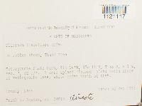 Dicranum flagellare image