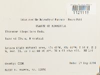 Dicranum flagellare image