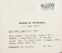 Dicranum flagellare image