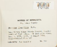 Dicranum flagellare image