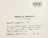 Dicranum flagellare image