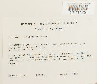 Dicranum flagellare image