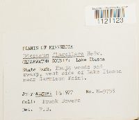 Dicranum flagellare image