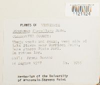 Dicranum flagellare image