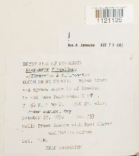 Dicranum flagellare image