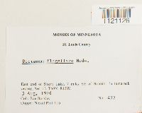 Dicranum flagellare image