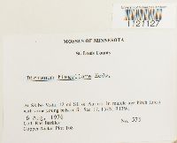 Dicranum flagellare image