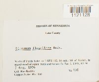 Dicranum flagellare image