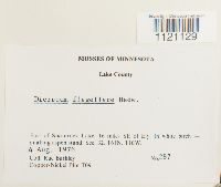 Dicranum flagellare image