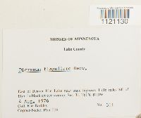 Dicranum flagellare image