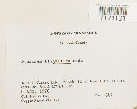 Dicranum flagellare image