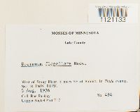 Dicranum flagellare image