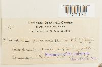 Dichodontium pellucidum image