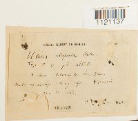 Media resource of Dicranoweisia crispula