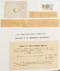 Kiaeria starkei image