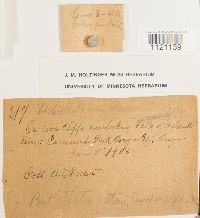 Dichodontium pellucidum image