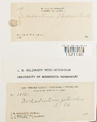 Dichodontium pellucidum image