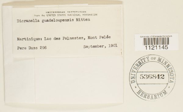 Dicranella guadelupensis image