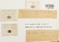 Dicranoweisia cirrata image