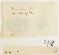 Dicranoweisia cirrata image