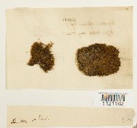 Dicranoweisia cirrata image