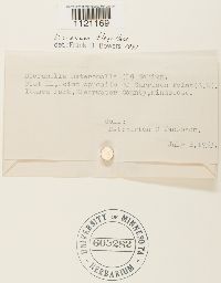 Dicranum flagellare image