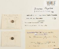 Dicranum flagellare image