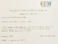 Dicranum fragilifolium image