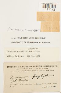 Dicranum fragilifolium image