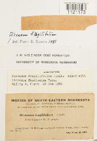 Dicranum fragilifolium image